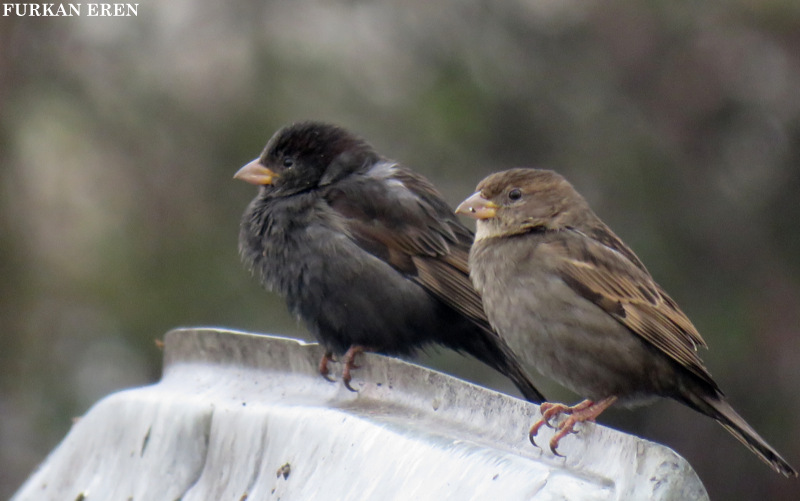 House Sparrow