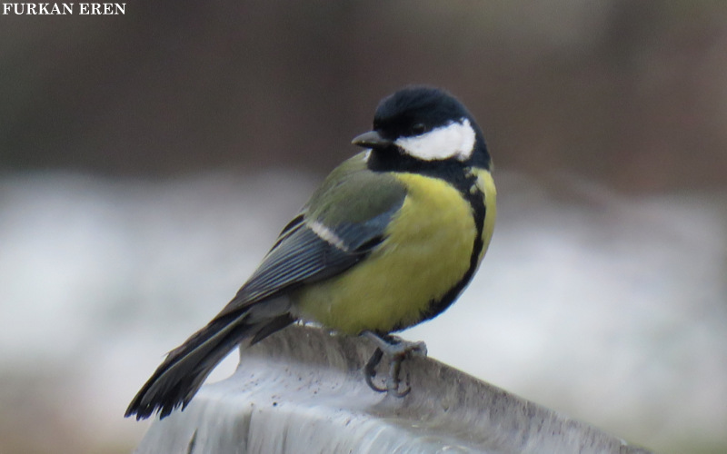 Great Tit