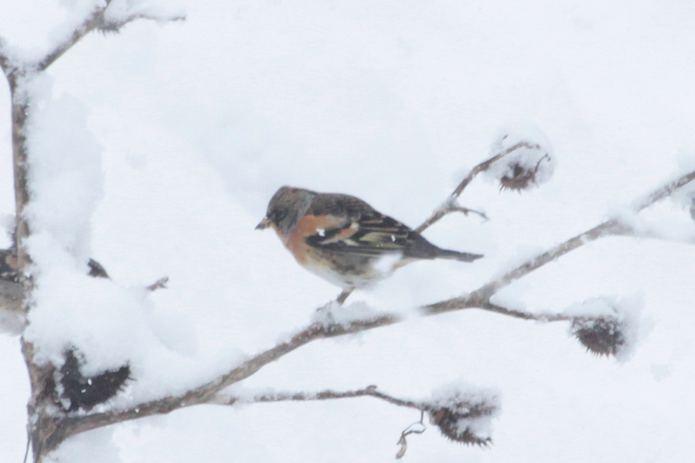Brambling