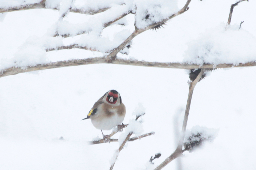 European Goldfinch
