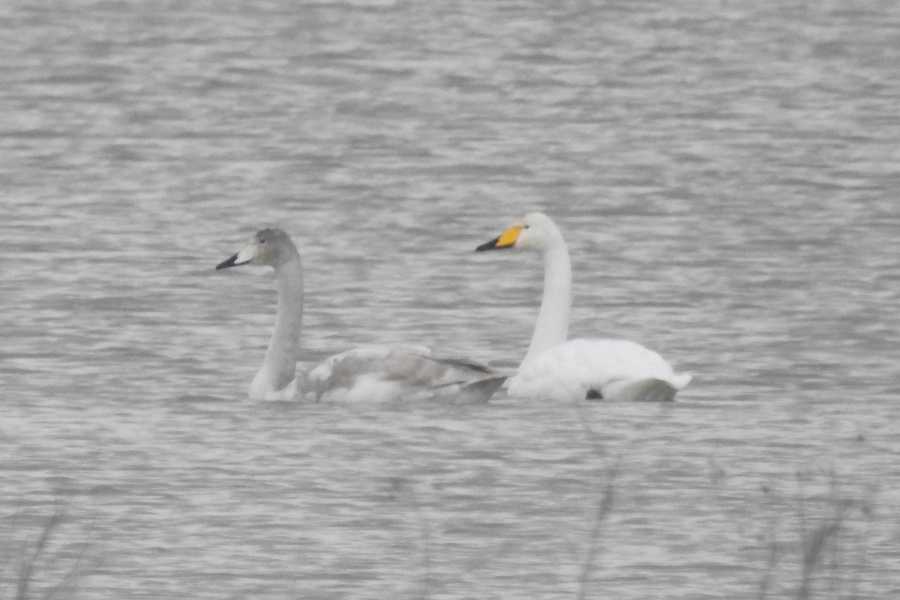 Whooper Swan
