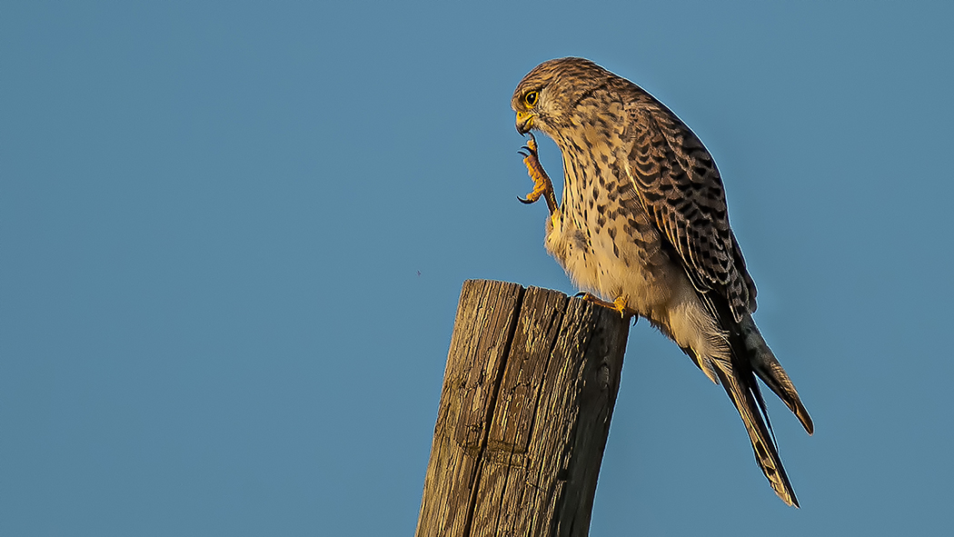 Common Kestrel