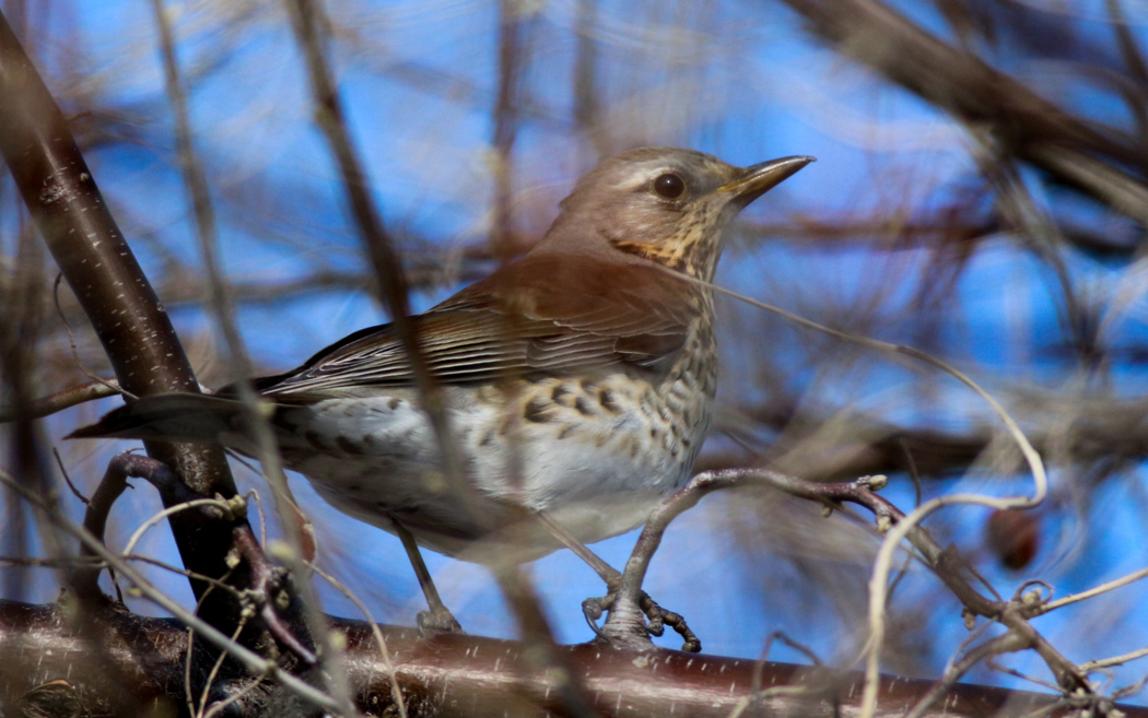 Fieldfare