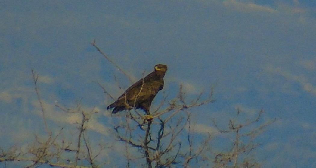 Greater Spotted Eagle