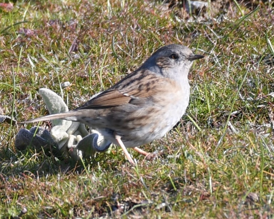 Dunnock