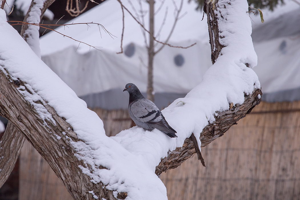 Rock Dove