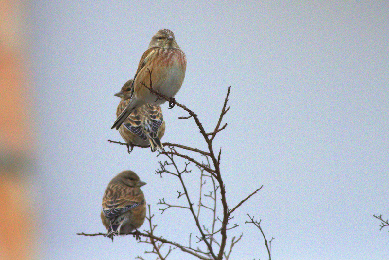 Common Linnet