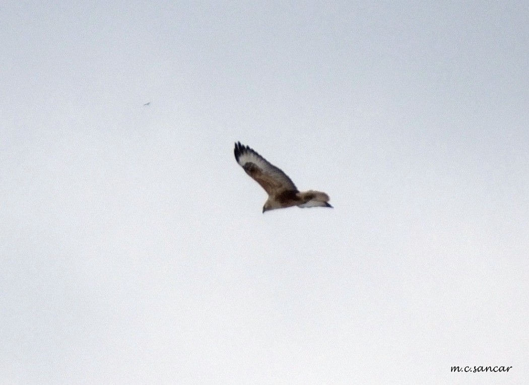 Long-legged Buzzard