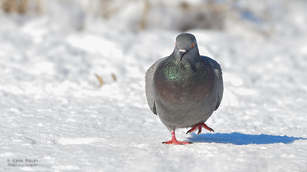 Rock Dove