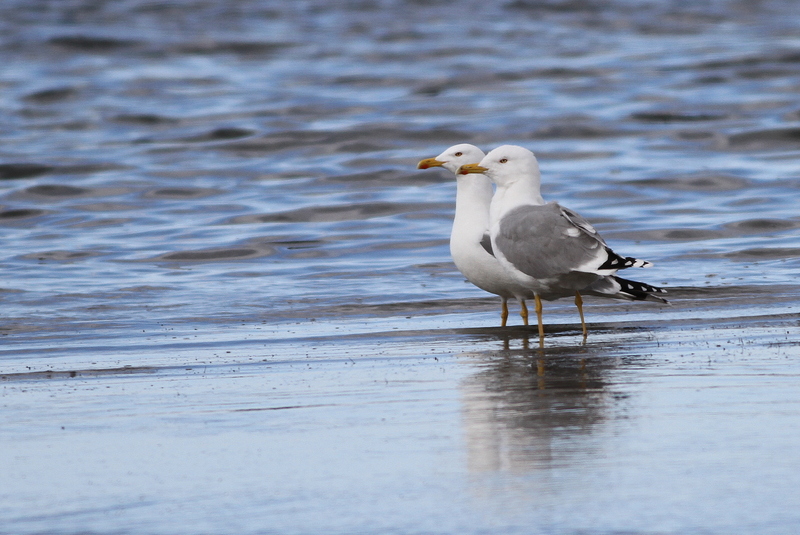 Yellow-legged Gull