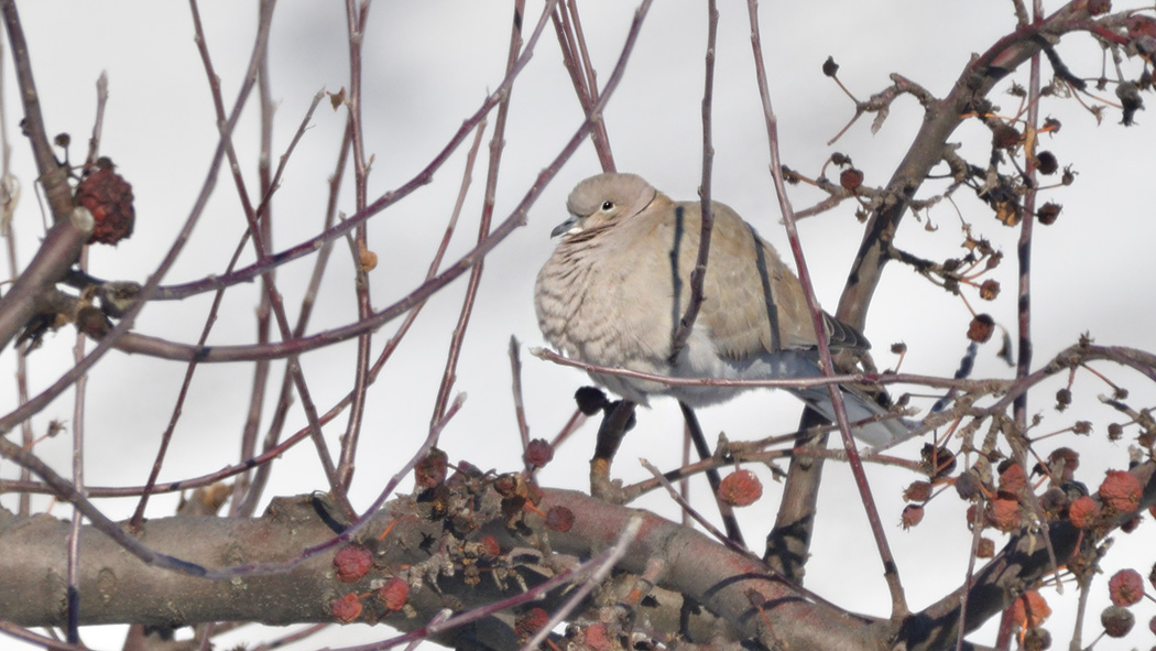 Eurasian Collared Dove