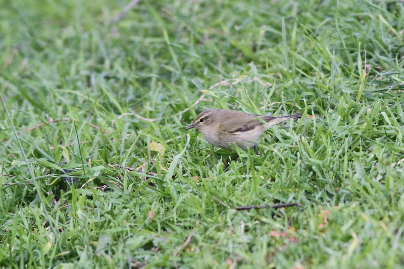 Common Chiffchaff