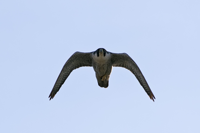 Peregrine Falcon