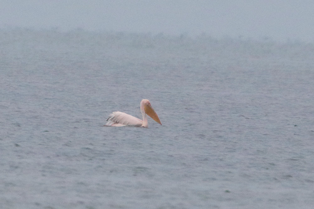 Great White Pelican