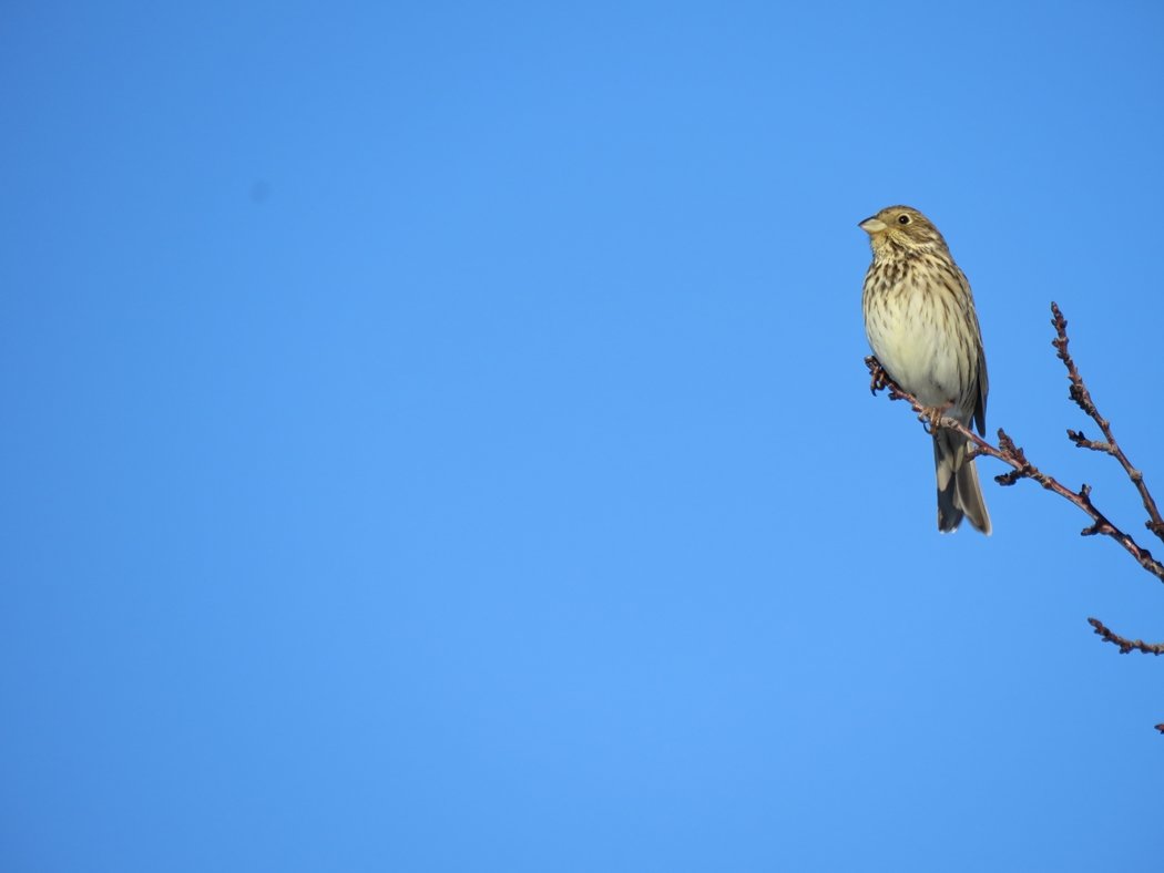Corn Bunting