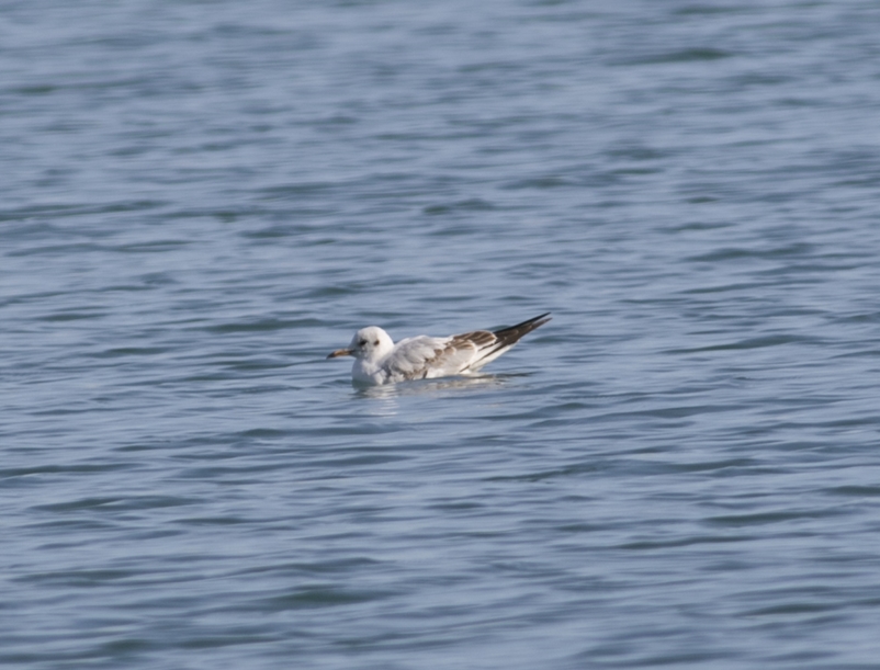 Black-headed Gull