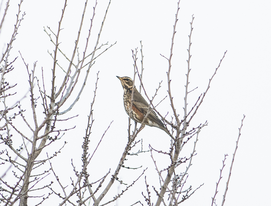 Redwing