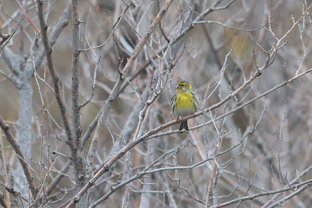 European Serin