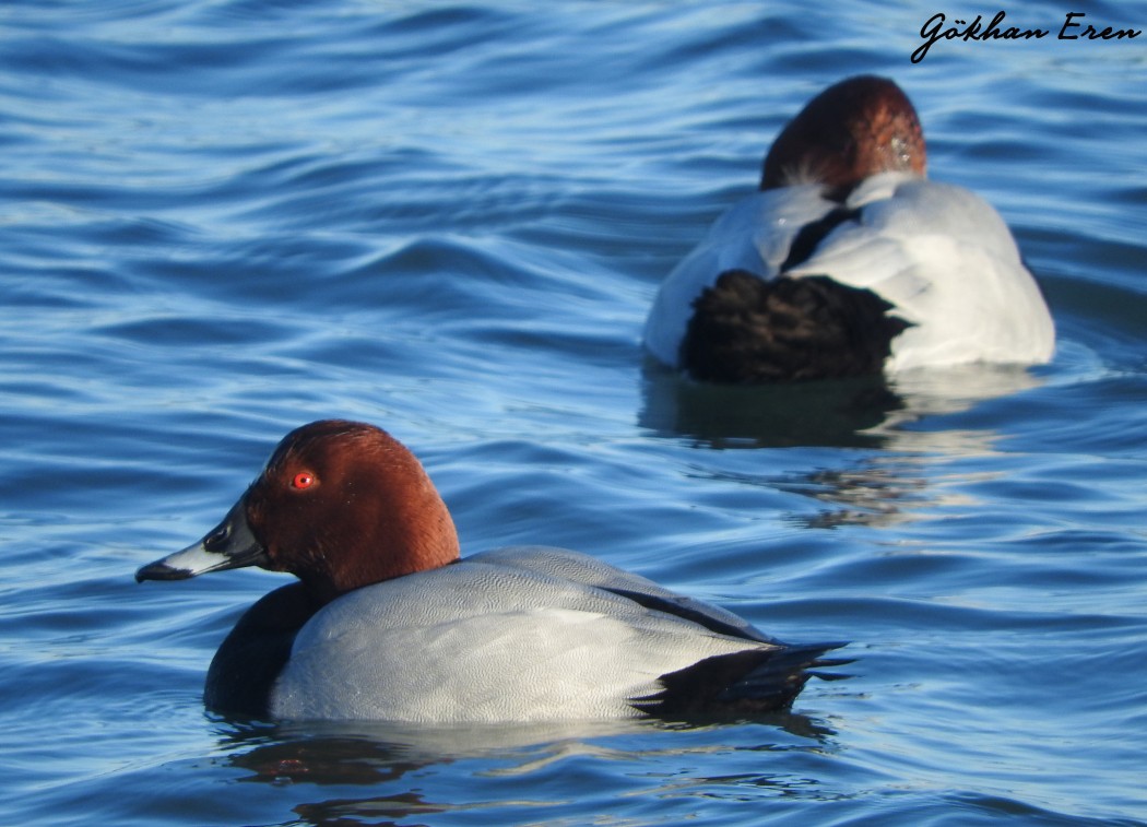 Common Pochard