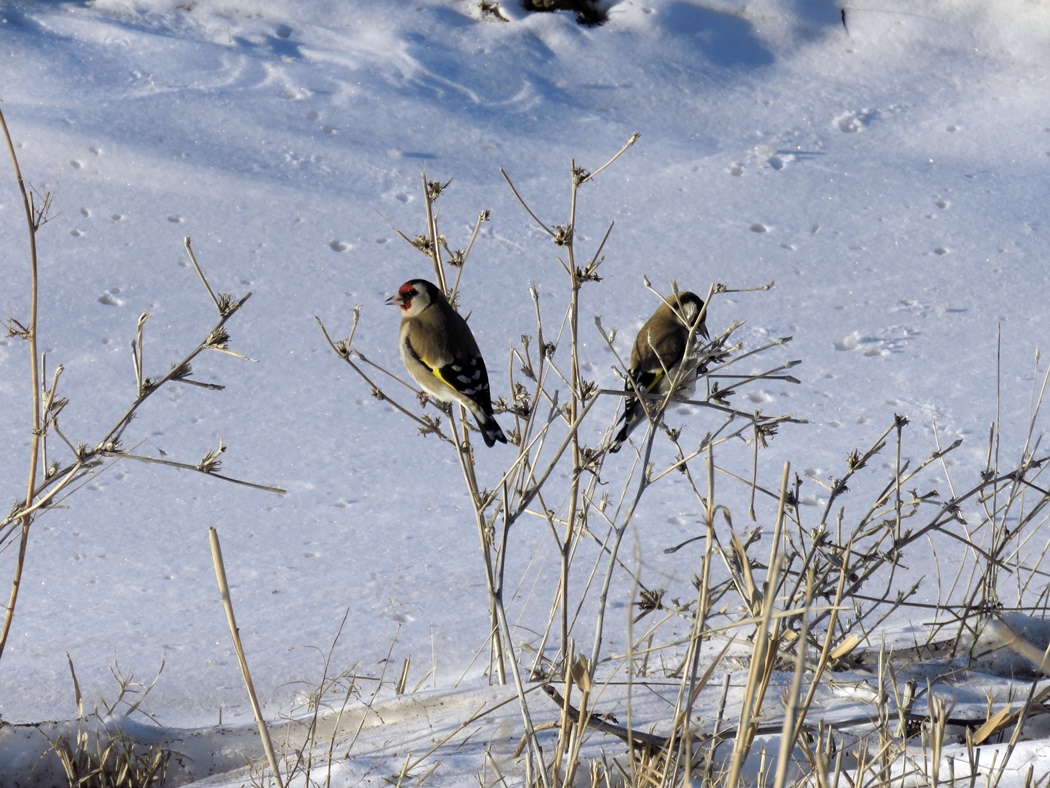 European Goldfinch