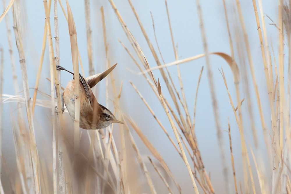 Moustached Warbler