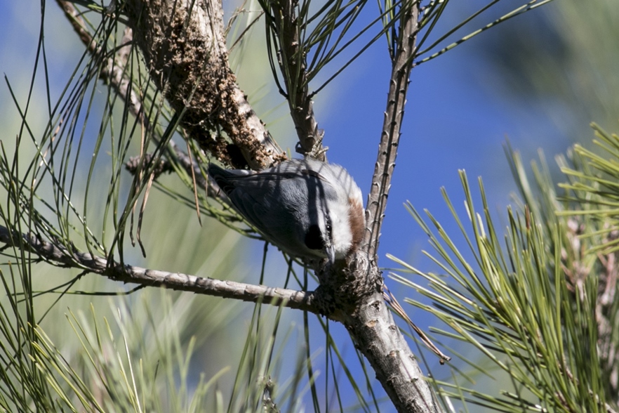 Krüper`s Nuthatch