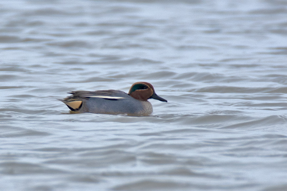 Eurasian Teal
