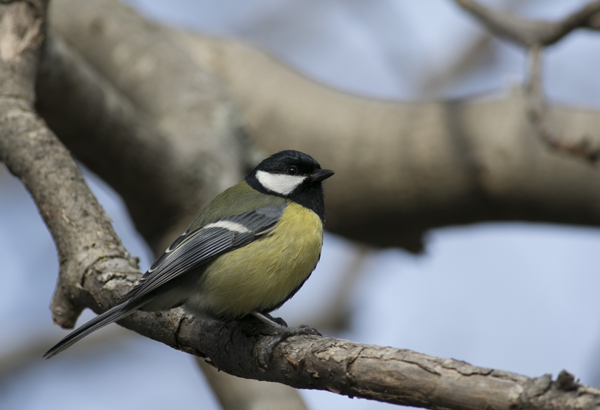 Great Tit