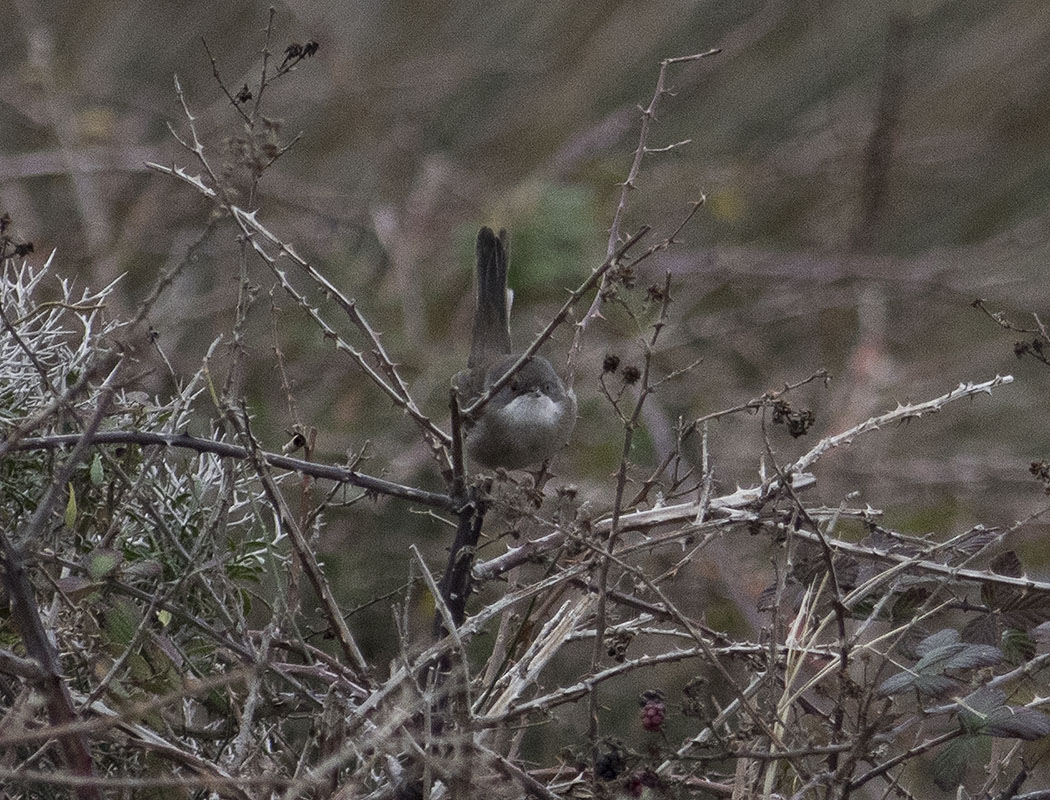 Sardinian Warbler