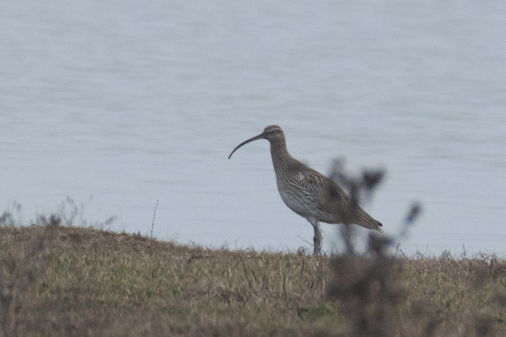 Eurasian Curlew
