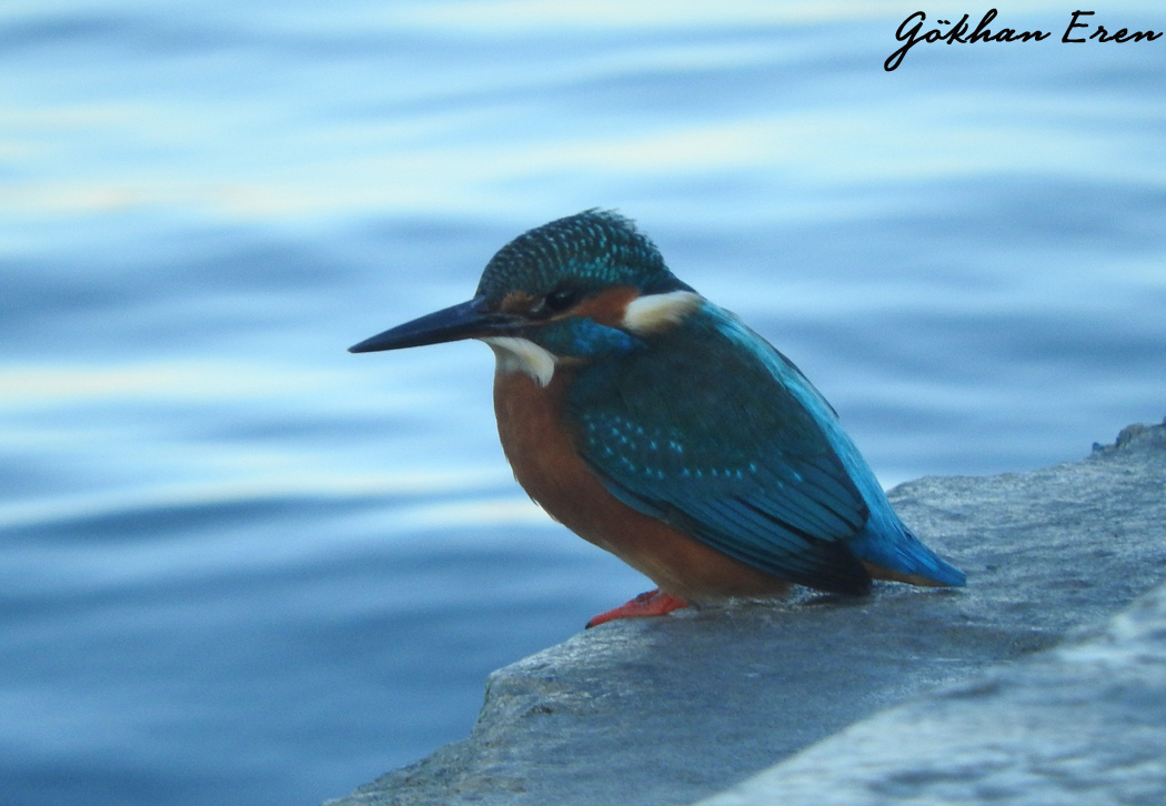 Common Kingfisher