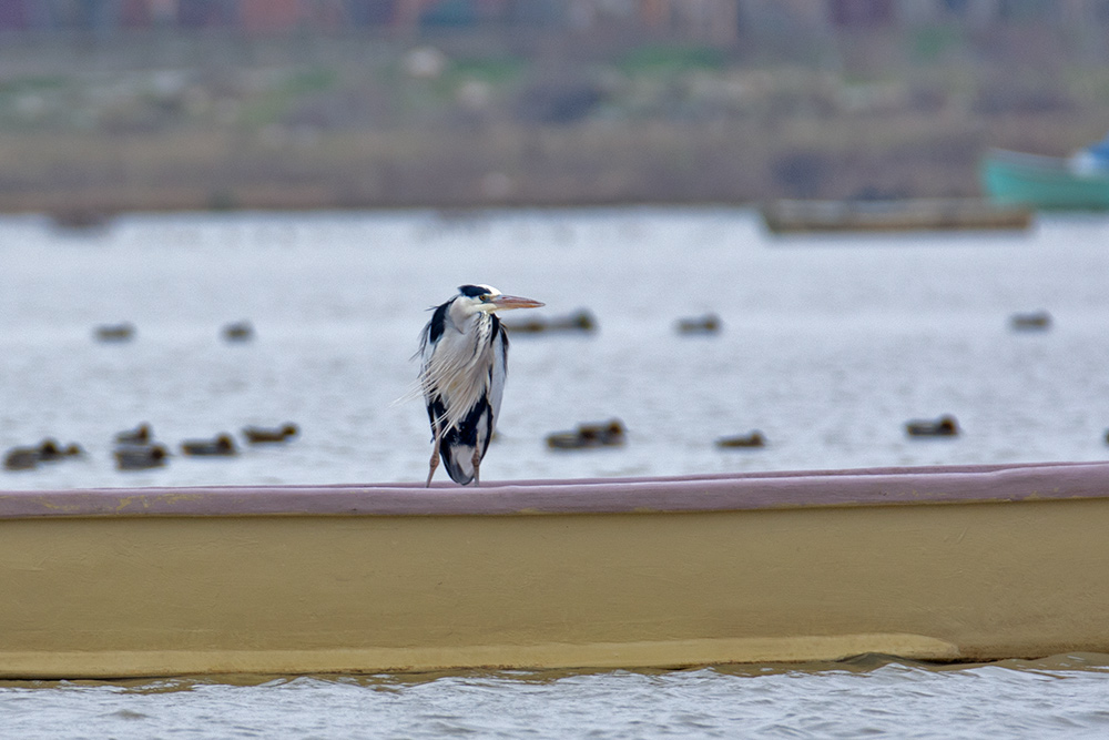 Grey Heron