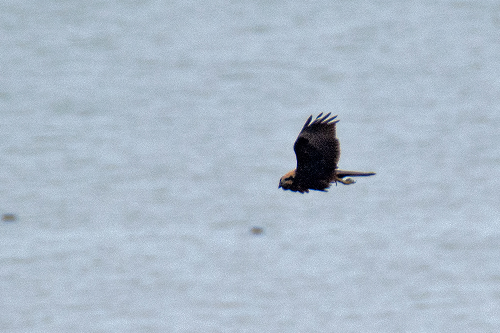 Western Marsh Harrier