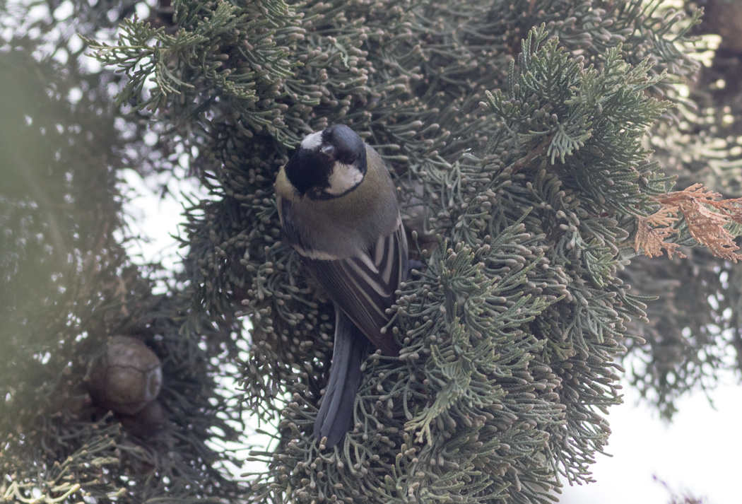Büyük Baştankara