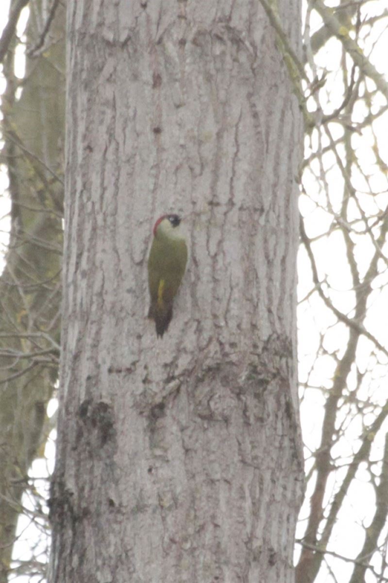 European Green Woodpecker