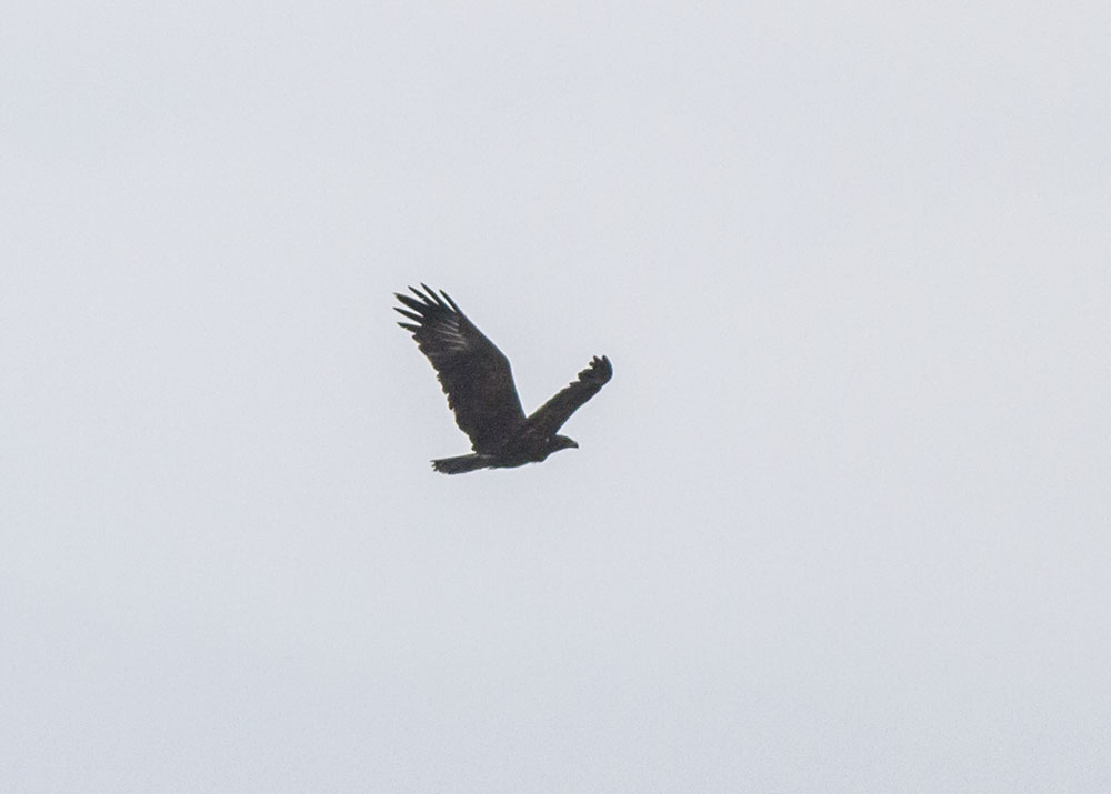 Greater Spotted Eagle