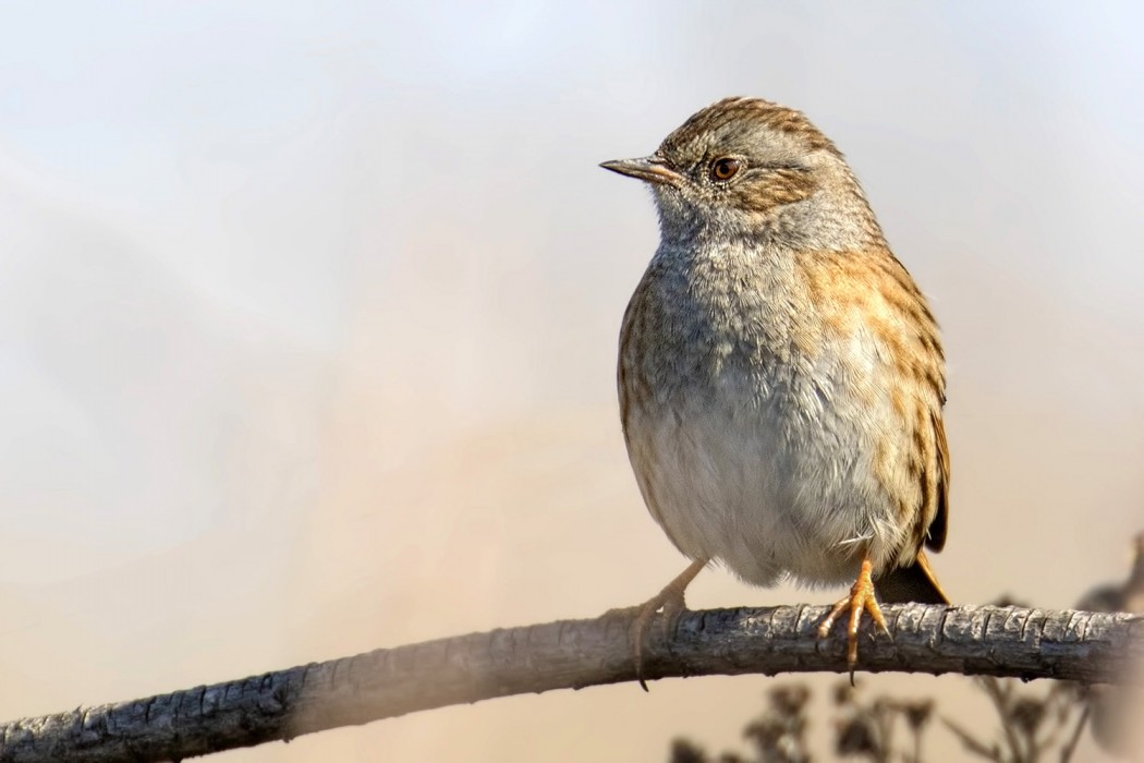 Dunnock