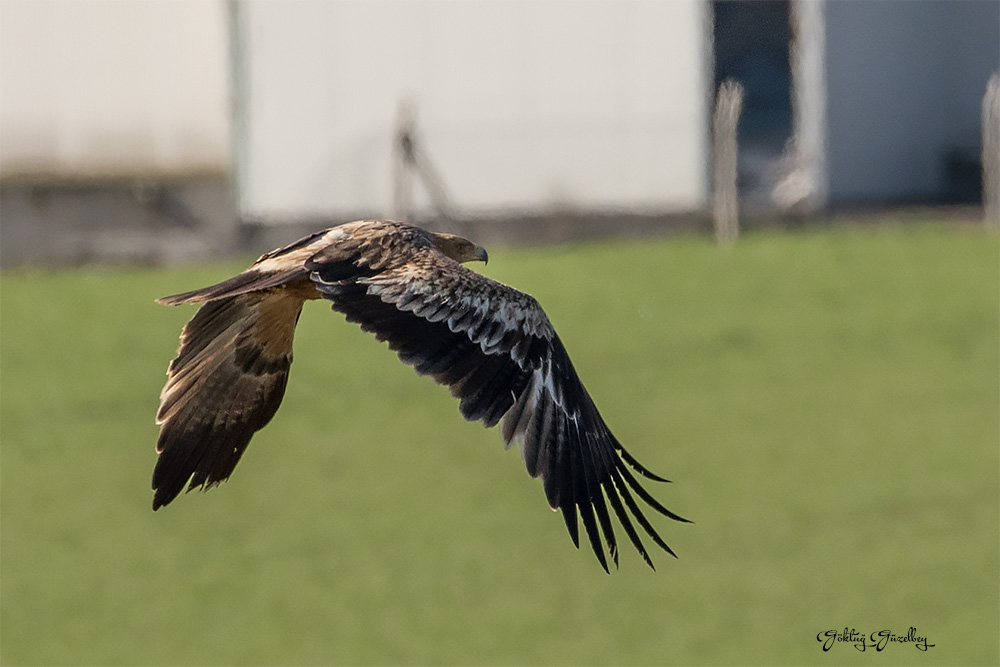 Eastern Imperial Eagle