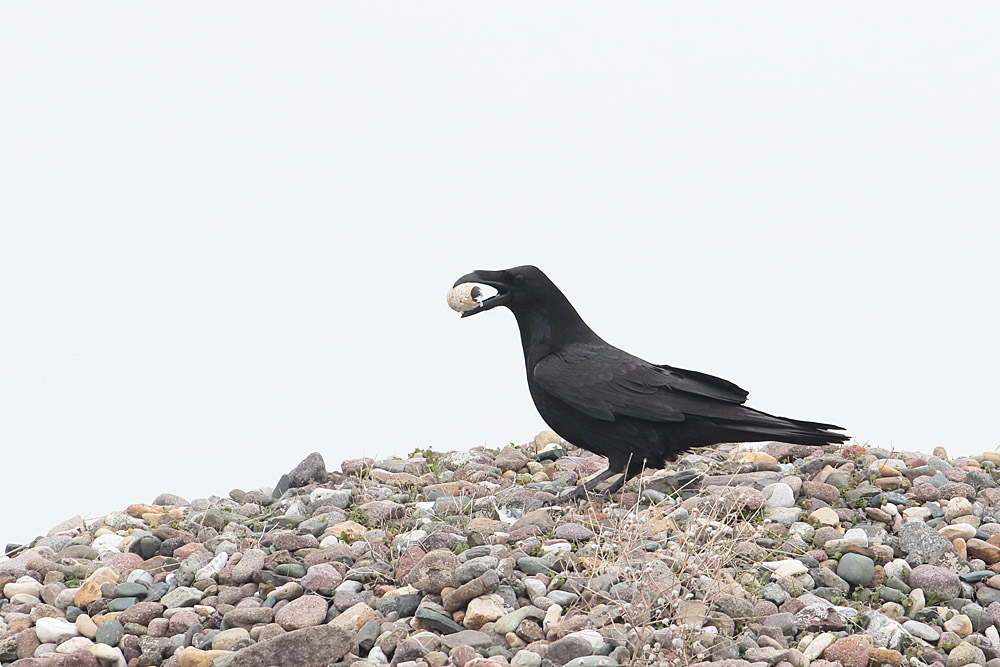 Northern Raven