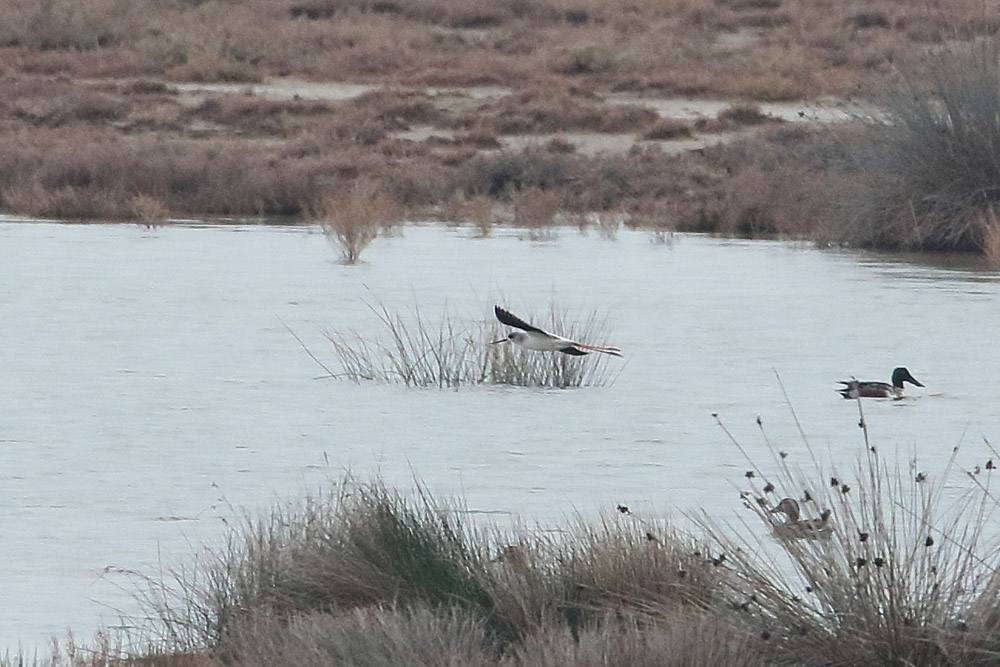 Black-winged Stilt