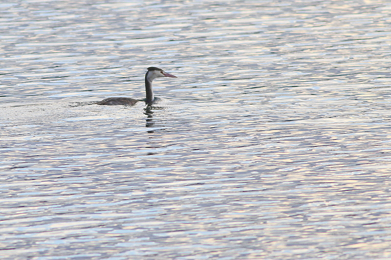 Great Crested Grebe