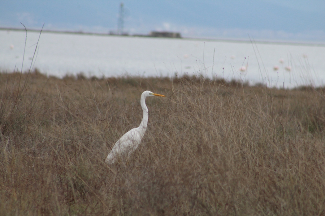 Great Egret