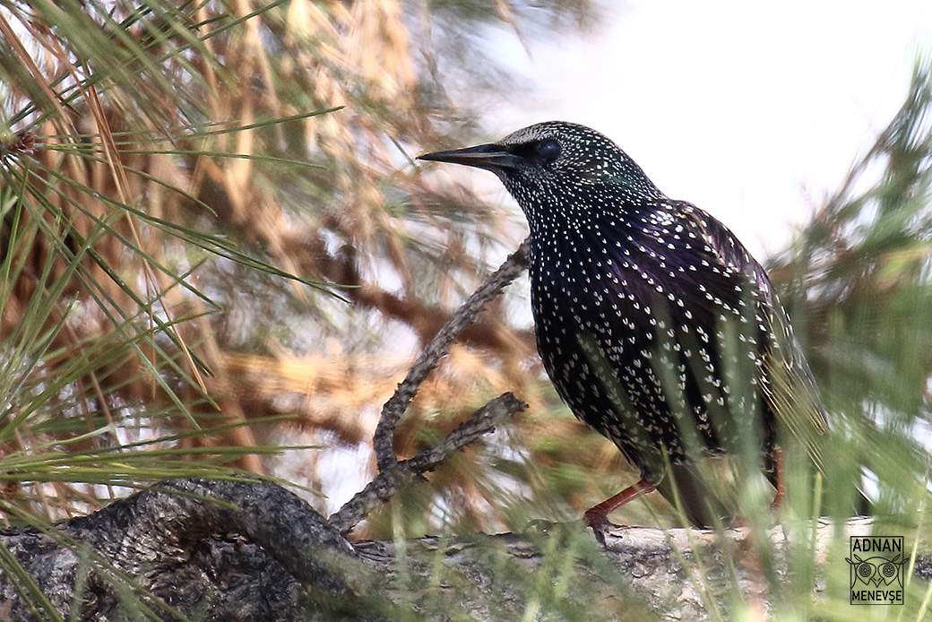 Common Starling