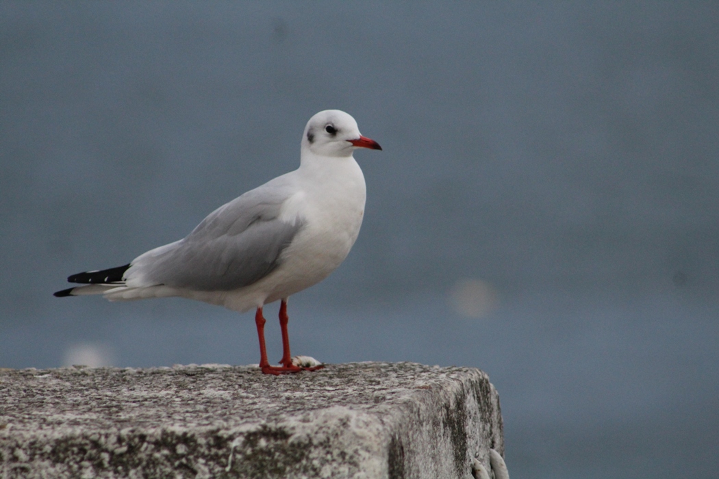 Black-headed Gull