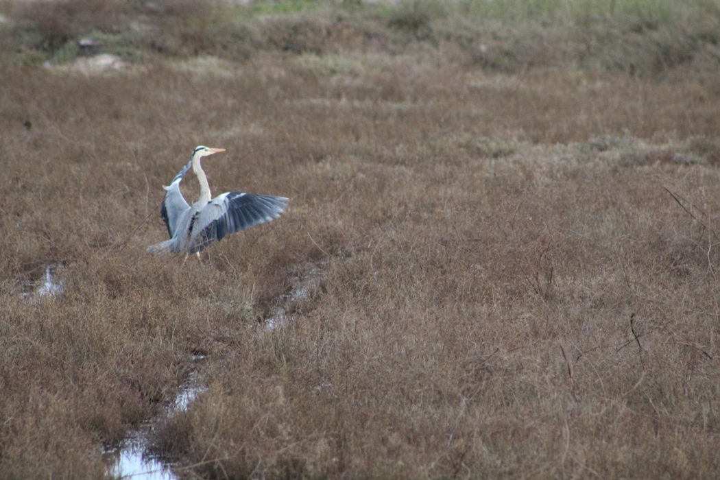 Grey Heron