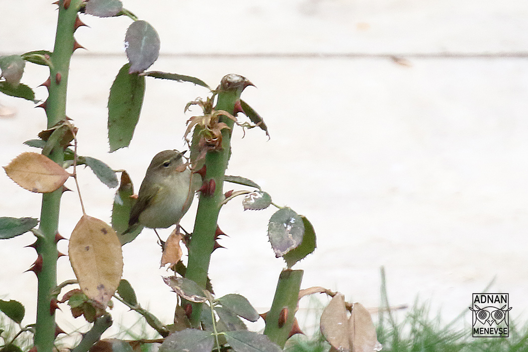 Common Chiffchaff