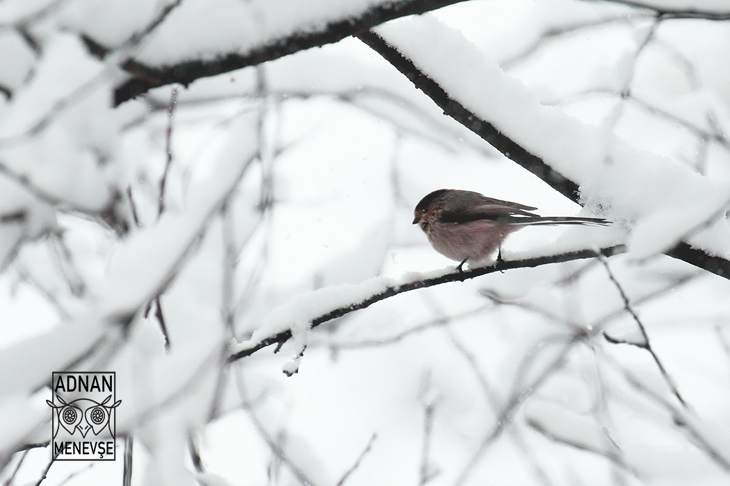 Long-tailed Tit