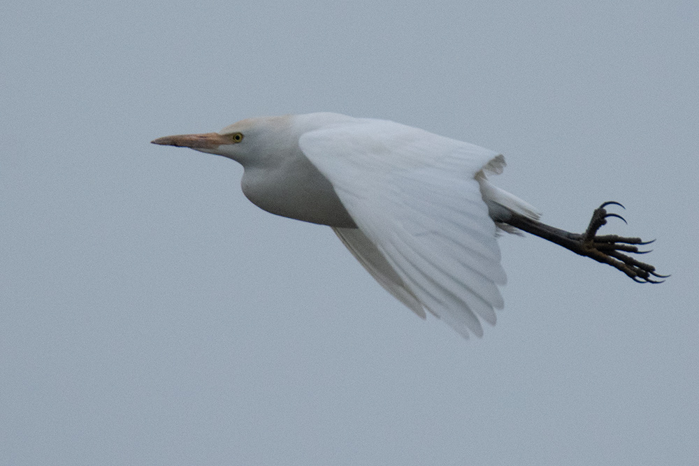Western Cattle Egret
