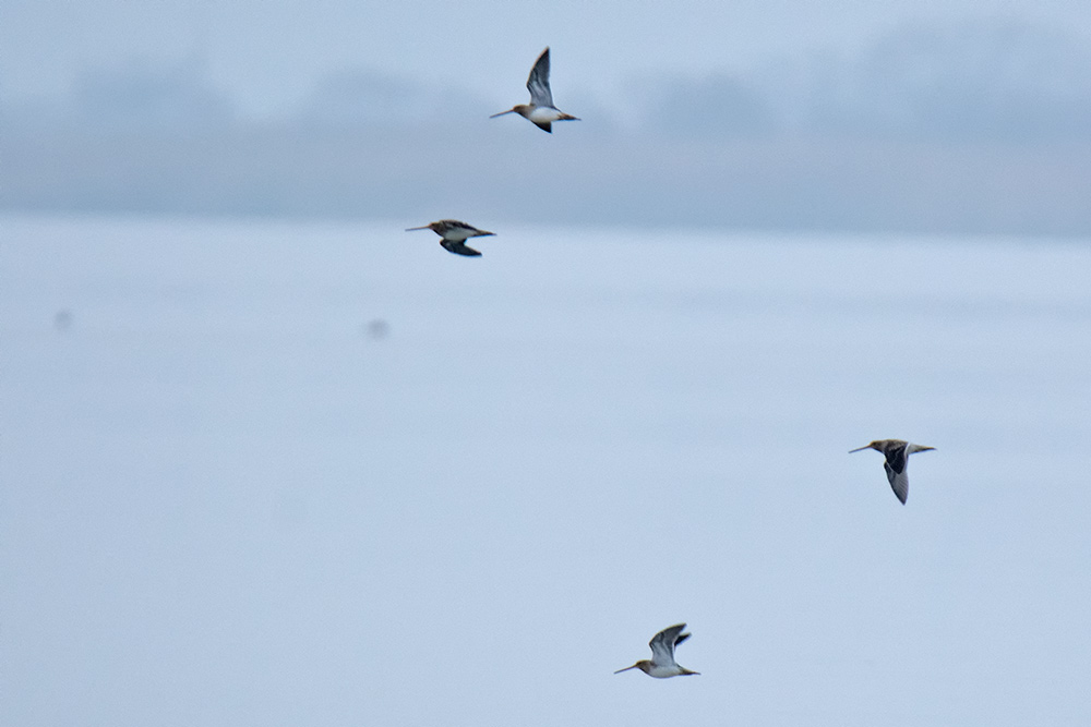 Common Snipe