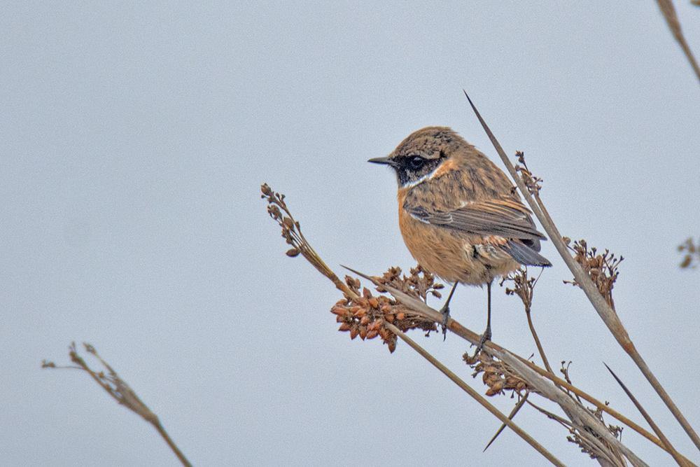 European Stonechat
